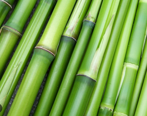 Bamboo | Nature’s Gentle Warrior